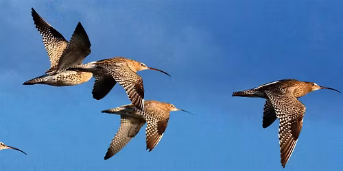 Walk with a Ranger at Rye Harbour - Winter Birds  (420337035)