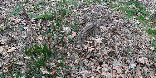 Work Party at the Avery Native Plant Garden