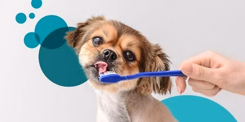 Discounted Teeth Brushing!