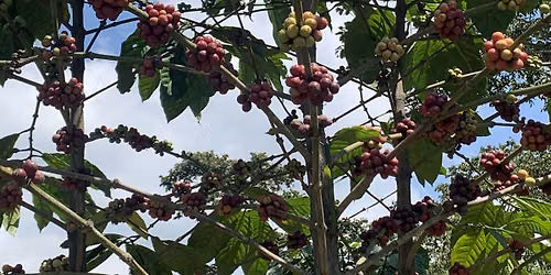 Seed to Cupping - September 17, 2026