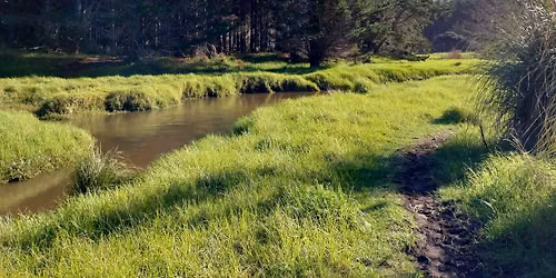 Muriwai Loop
