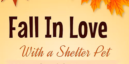 Fall In Love with a Shelter Pet
