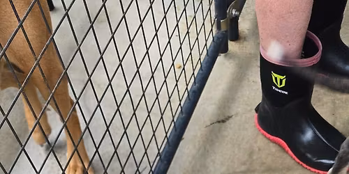 Adoptions! Puppies Kittens Dogs and Cats!