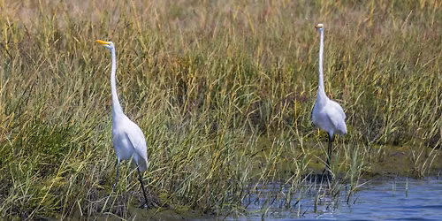 LCWA 20th Anniversary Wetlands Discovery Day