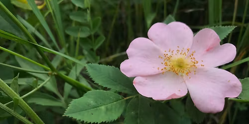 Cinco de Mayo Yoga & Wildflowers