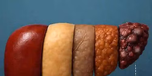 Know More About The Human Liver