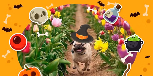 Visalia Pug Day \/\/ Halloween Themed \ud83c\udf83