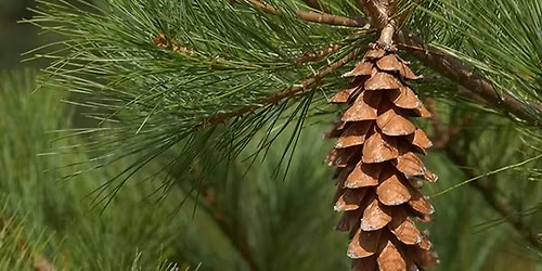 Foraged Wreaths Class