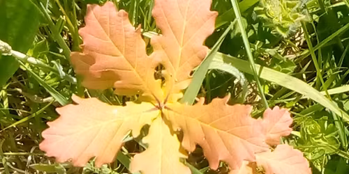 Circle for People Living with Chronic Illness