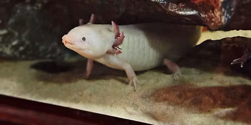 National Day of the Axolotl