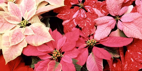 Poinsettias and Wreaths just in time for the Christmas Holiday Season!