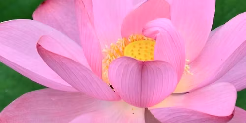 THE JEWEL IN THE LOTUS 