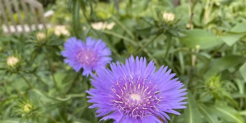 Beginning Botany