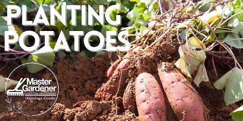 Planting Potatoes