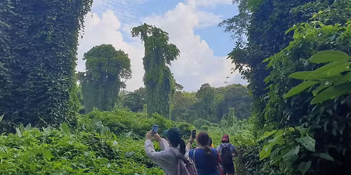 Bukit Brown Avatar Tree Trail