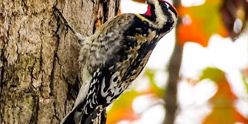 Rock Creek Park Maintenance Yard Bird Walk