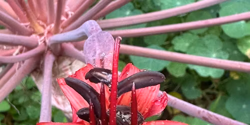 Lilium and Bulb Society of SA May meeting