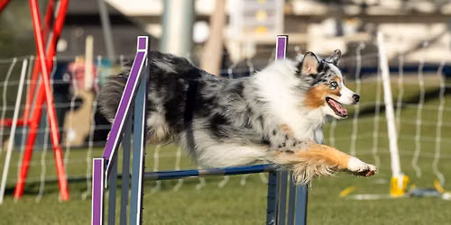 GACGLV October AKC Agility Trial