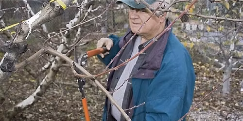 Winter Fruit Tree Care