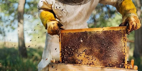 Introduction to Urban Beekeeping
