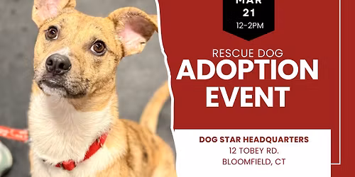 Adopt a Rescue Dog in Bloomfield CT