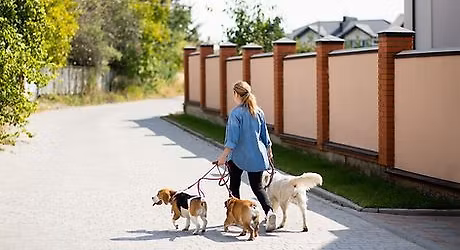 Stay Secure: A Comprehensive Safety Course for Dog Sitters and Walkers
