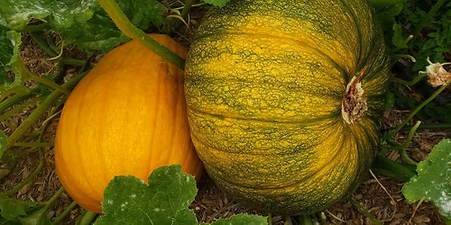 Garden to Table Series \u2013 Edible Landscapes