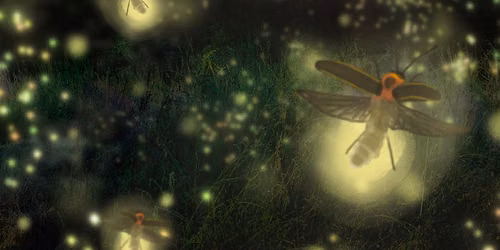 Firefly Night 2026