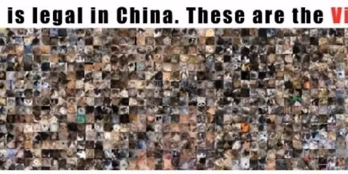 Stop the Cat Torture Groups China!!