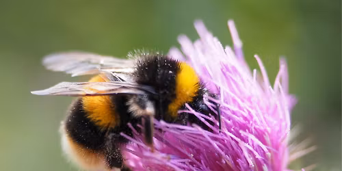 Best Seeds for Pollinators: A workshop on helping Native Bees