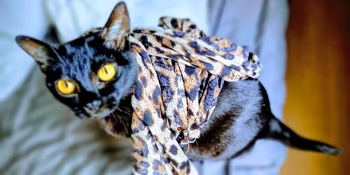 Freak Schroeder - Tanzveranstaltung