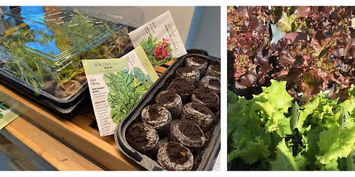 FAST Class & Demo: Starting Fall Vegetables from  Seed
