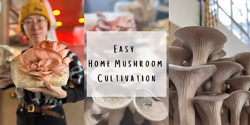 Introduction to Easy Home Mushroom Cultivation