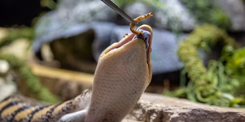 Mini Camp: Zookeepers Kitchen