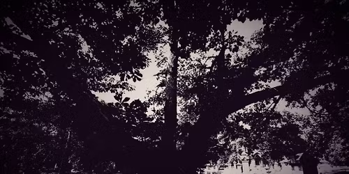  Strange and Unusual Tales in Woodland