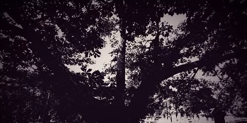Strange and Unusual Tales in Woodland
