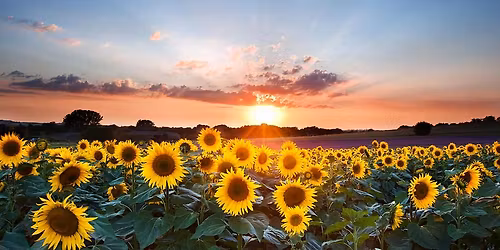 Groceries to Go (G2G)