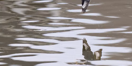 Birding Algonkian
