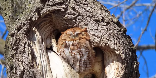 Class: All About Owls (FULL)