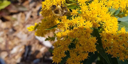 NWGL at the Northland Arboretum- Brainerd