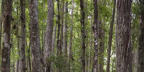 12:30 pm Dry Swamp Walk