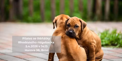 Pilates se \u0161t\u011b\u0148\u00e1tky Rhod\u00e9sk\u00e9ho ridgebacka