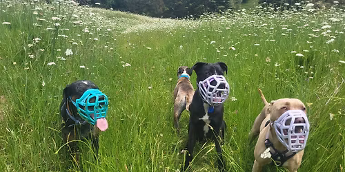 Auckland Muzzle Fitting