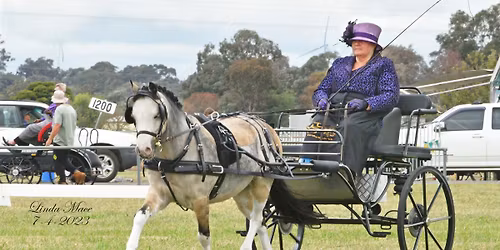 Driven Dressage Qualifier Weekend