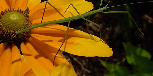 *FREE* Garden Education Fair (Rain or Shine)