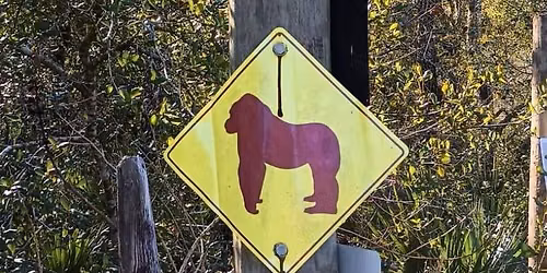 The Sasquatch Chasing