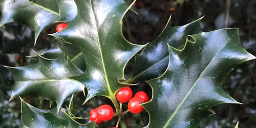 Christmas Wreath Making Workshop