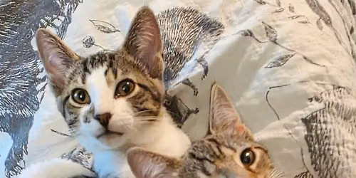 Catnip Cafe Kittenpalooza & Bonus Days!