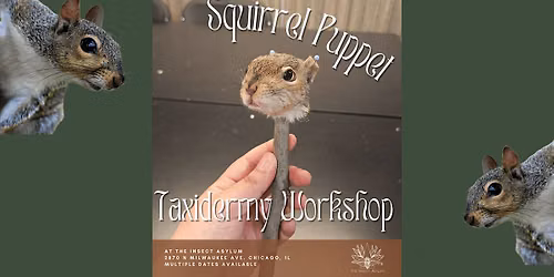 Squirrel Puppet Taxidermy Workshop