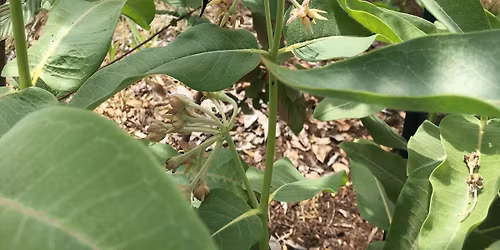 Native Seed & Plant Exchange